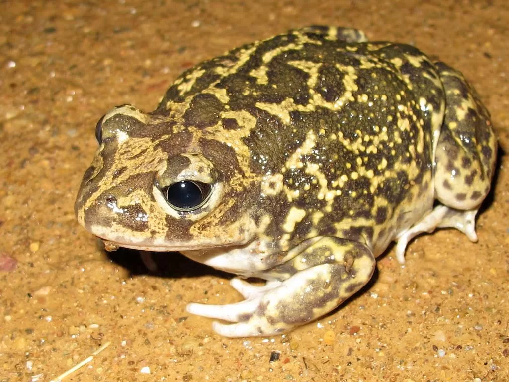Spanish Spadefoot Toad - Pelobates cultripes - Sapo de Espuelas