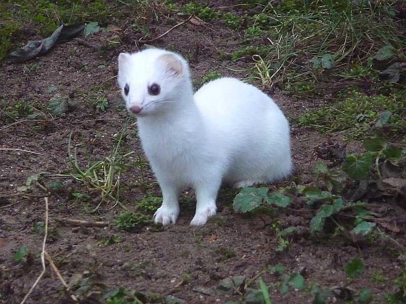 Stoat – Mustela erminea – Armiño
