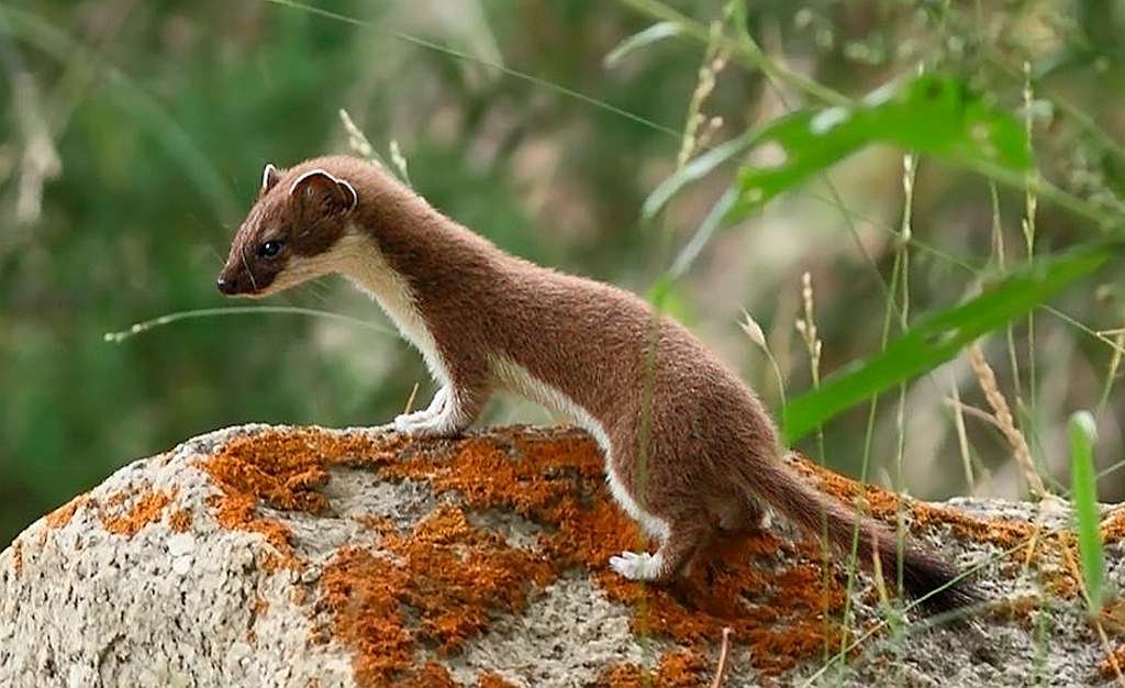 Stoat – Mustela erminea – Armiño