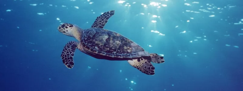 Marine turtles of the Iberian Peninsula