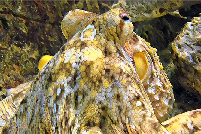 Aquarium River of Zaragoza