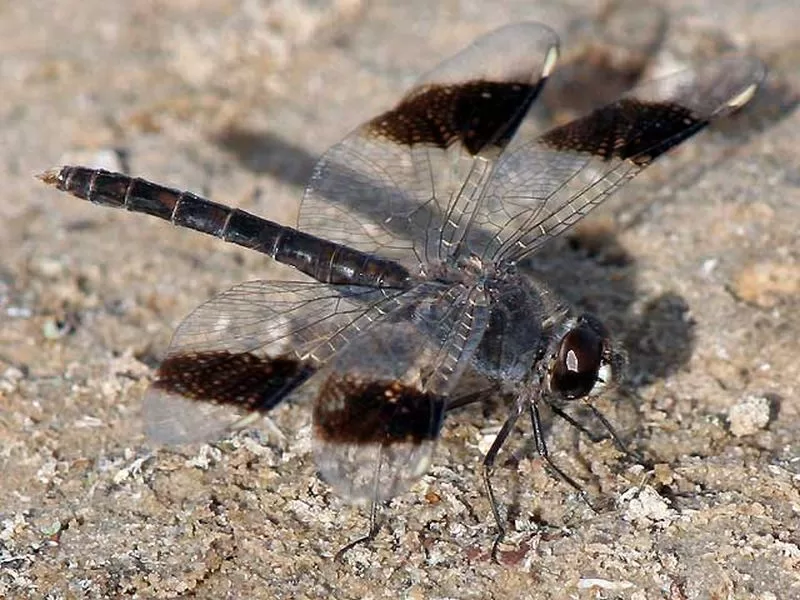 Southern banded groundling - Brachythemis leucosticta