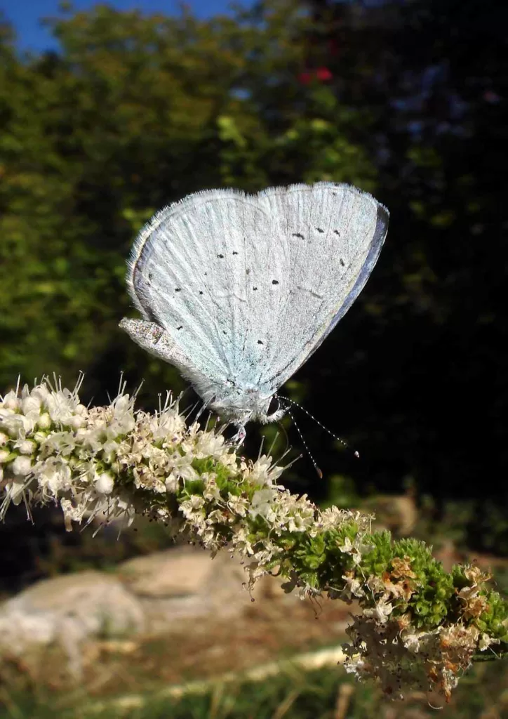 Holly Blue - Celastrina argiolus - Nájade