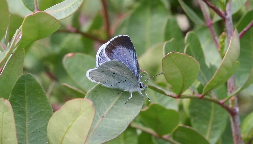 Holly Blue - Celastrina argiolus - Nájade