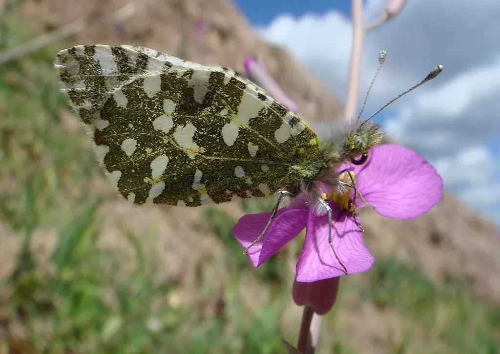 Western Dappled White - Euchloe crameri - Blanca Meridional