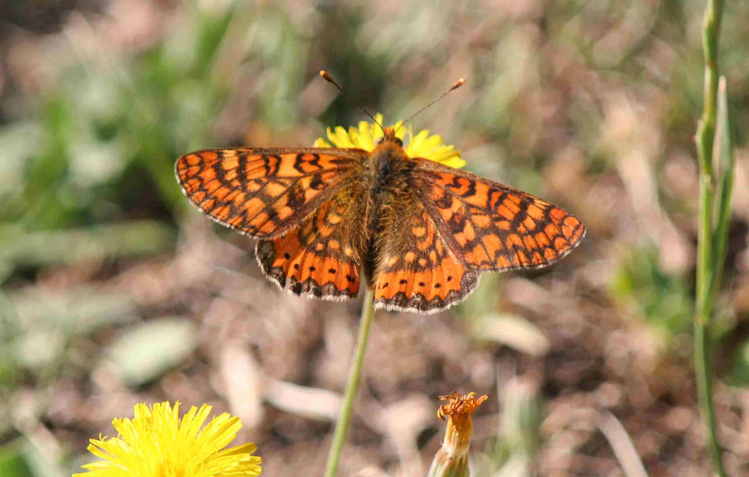 Marsh Fritillary - Euphydryas aurinia- Doncella de ondas rojas