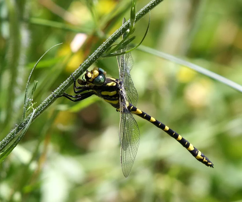 Golden-ringed dragonfly - Cordulegaster boltonii - La libélula tigre