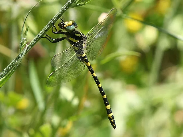 Insects of Spain Archives Page 2 of 17 Wildside Holidays