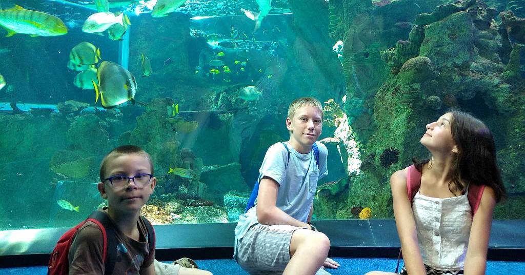 Discovering the Wonders of the Sea: A Guide to Spain's Best Aquariums