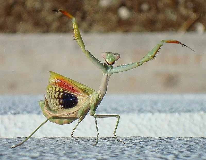 Iris oratoria - Mediterranean Mantis - Mantis mediterránea