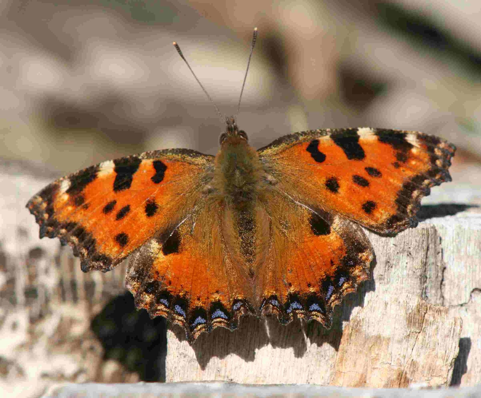 Large Tortoiseshell - Nymphalis polychloros - Olmera