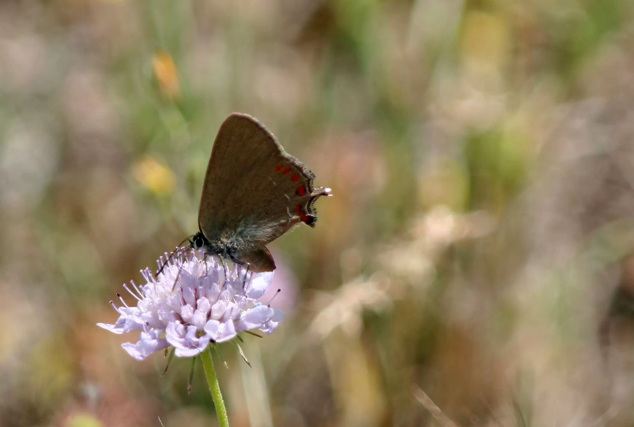 False Ilex Hairstreak - Satyrium esculi - Querquera