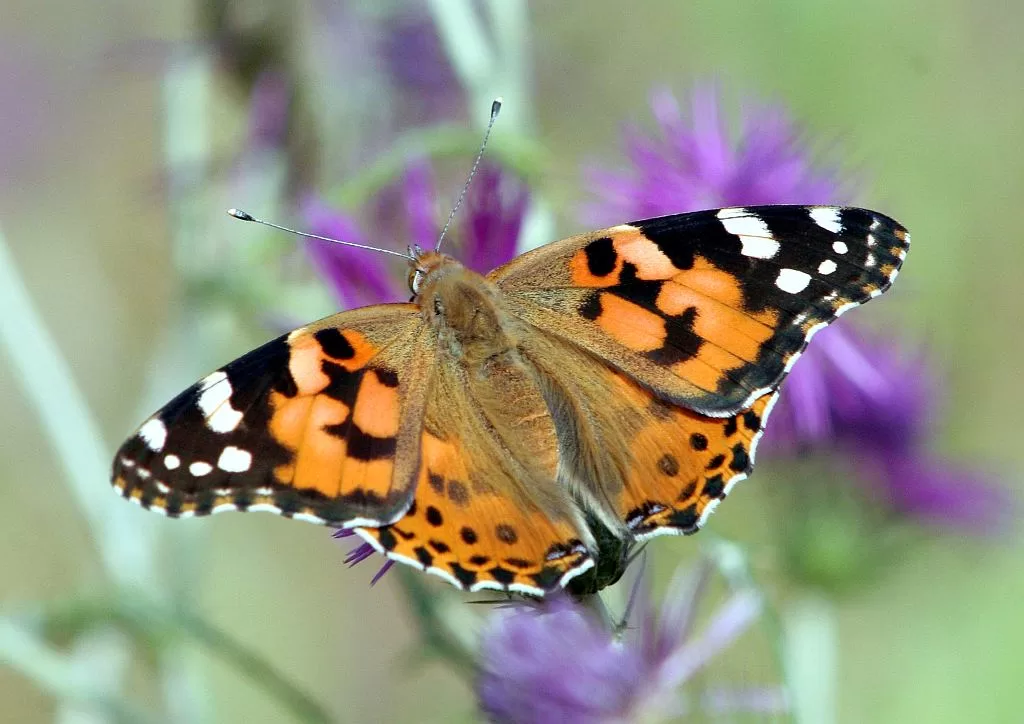 Painted Lady - Vanessa cardui - Vanesa de los cardos