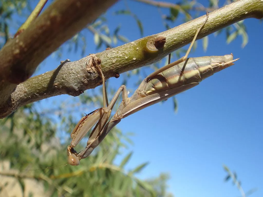 Iris oratoria - Mediterranean Mantis - Mantis mediterránea
