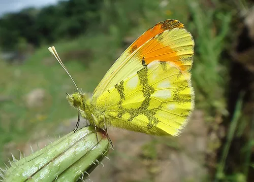 Provence Orange Tip - Anthocharis euphenoides- Puntaanaranjada Meridional