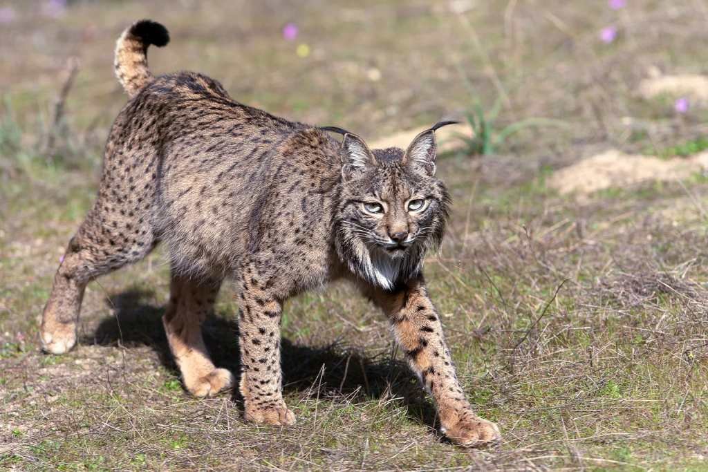 Twelve Iberian Lynx Cubs Born in Doñana Prepare for Release into the ...