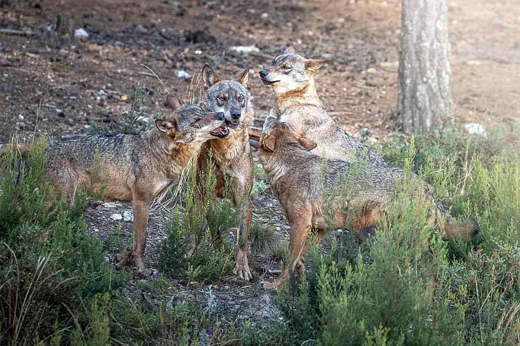 Hide de lince ibérico, Wildmoral