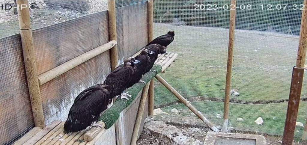 Cinereous Vulture Reintroduction Program Takes Flight in Spain's Iberian Highlands