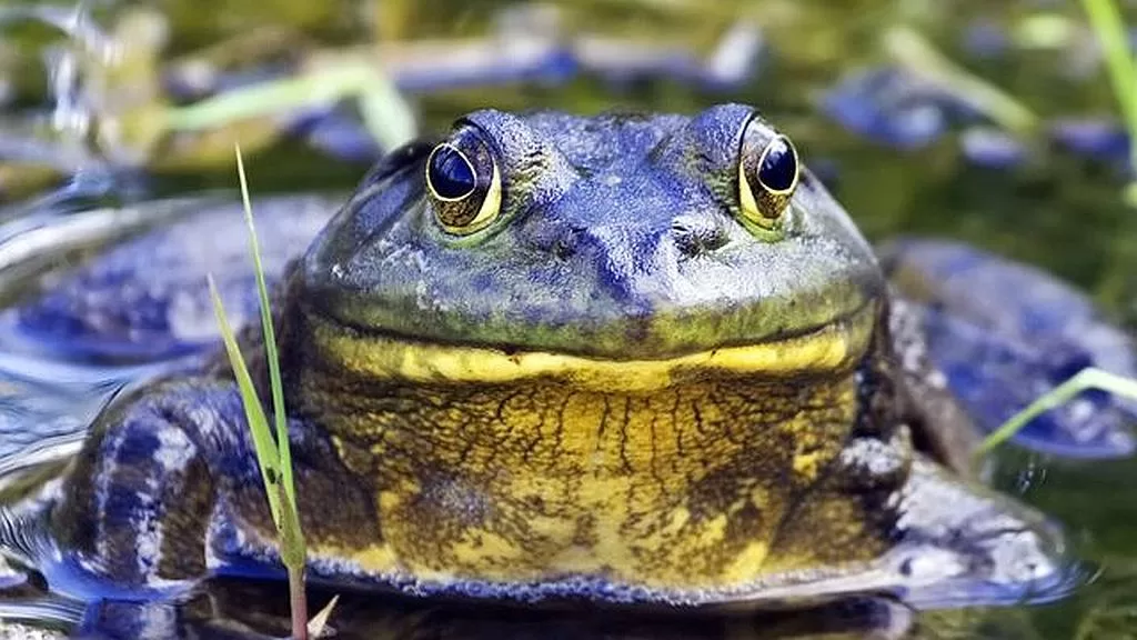 Triumph Over Invasive Species: Bullfrog Successfully Eradicated from Ebro Delta Region