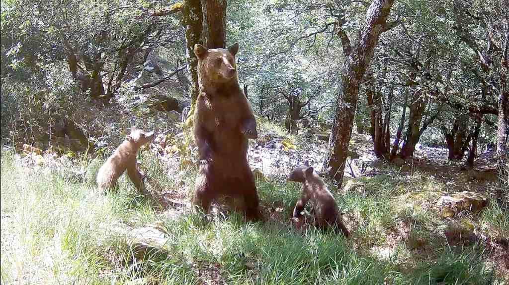 Debate Ensues Over the Best Methodology for Cantabrian Bear Census as Genetic Analysis Sparks Controversy