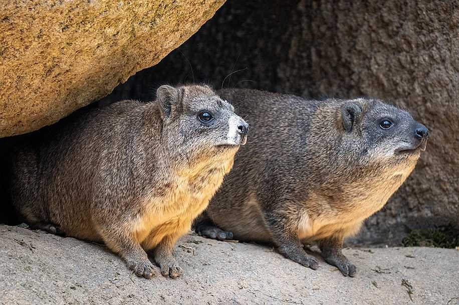 The Fascinating Link Between Hispania and a Unique Creature: The Rock Hyrax