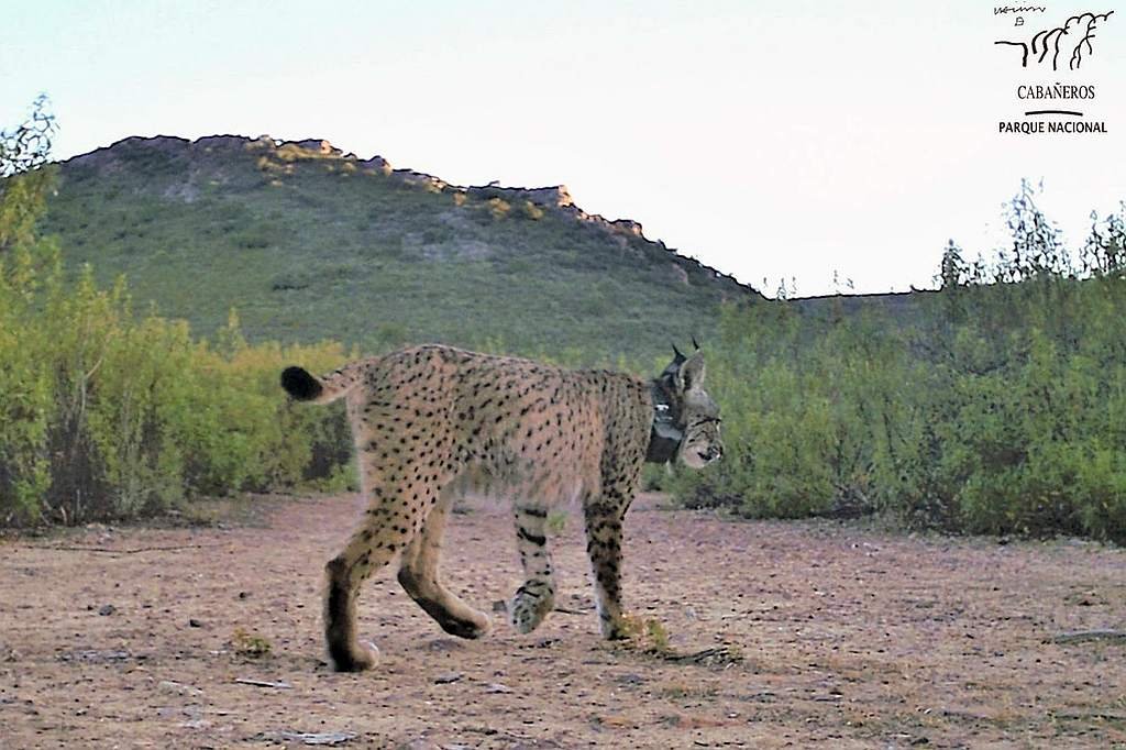 Female Iberian Lynx's Historic Settlement in Cabañeros National Park