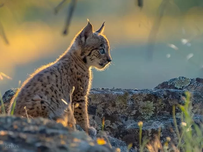 Aiming for the Return of the Iberian Lynx in Aragón