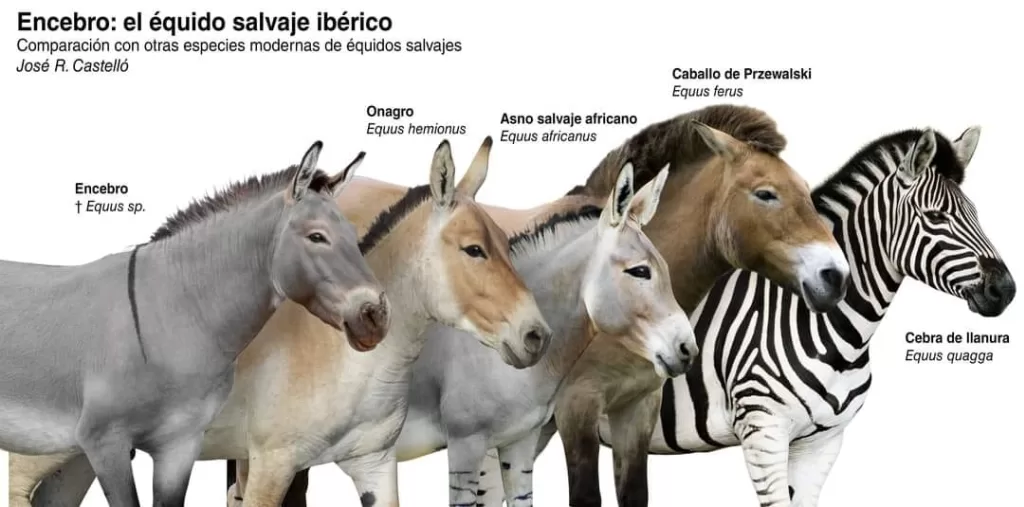 The Encebro (Equus sp.) in Iberia: A Spectacular Extinct Equid
