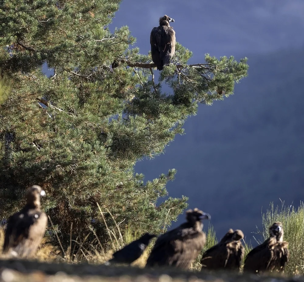 Black Vultures in Spain. Rewilding Spain, Terra Naturalis and GREFA's Conservation Odyssey