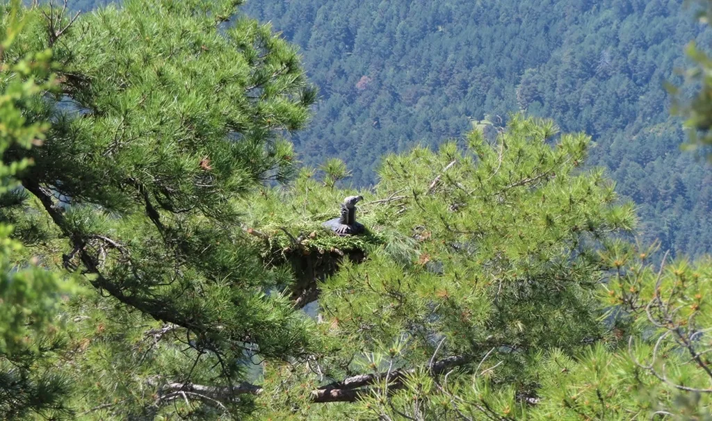 Black Vultures in Spain. Rewilding Spain, Terra Naturalis and GREFA's Conservation Odyssey