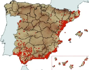 Lost Heritage: Cochineal and the Endangered Prickly Pear in Spain