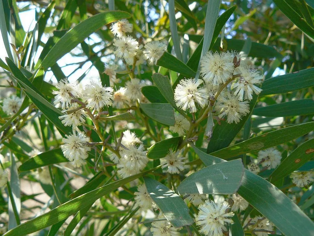 Illas Atlánticas to Eradicate Acacias, Enhancing Forest Management to Mitigate Fire Risks