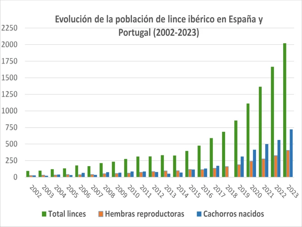 Conservation Success: Iberian Lynx Numbers Reach Historic High in 2024 census
