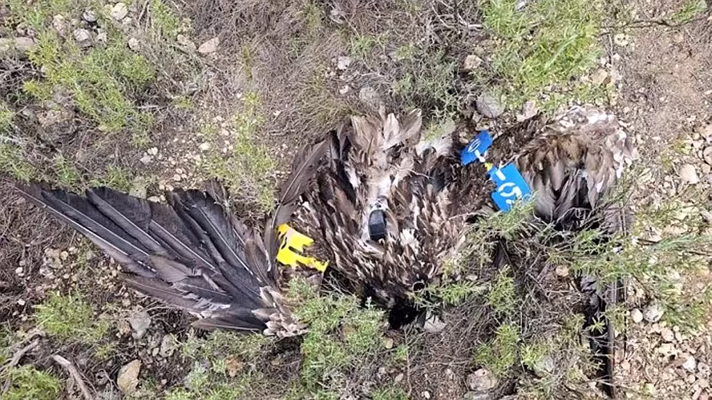 Technicians from the Fundación para la Conservación del Quebrantahuesos and nature protection agents from the Government of Aragón have found the mutilated carcass of the female bearded vulture 'Masía.'