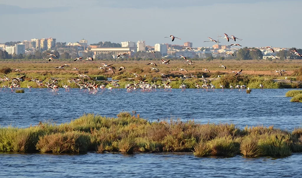 Conservation Project Aims to Restore the Odiel Marshes