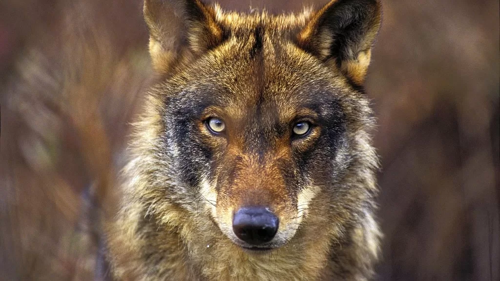 No to Wolf Hunting: The Fight by the WWF (The World Wide Fund for Nature) to Protect a Vital Species. Sign the petition!