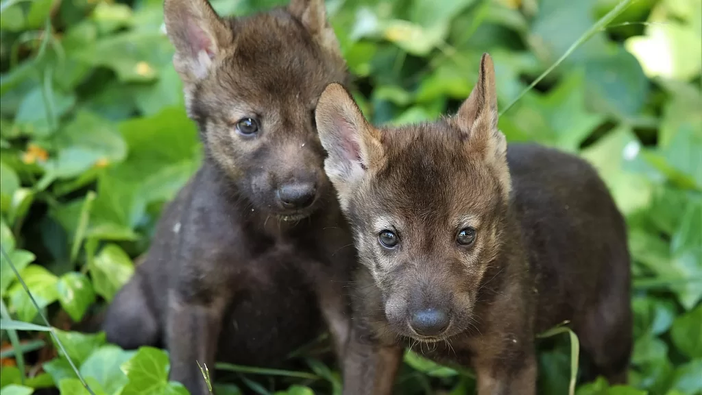 No to Wolf Hunting: The Fight by the WWF (The World Wide Fund for Nature) to Protect a Vital Species. Sign the petition!