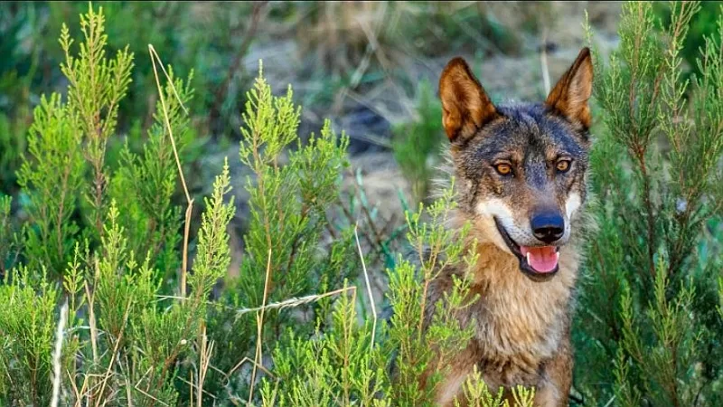 No to Wolf Hunting: The Fight by the WWF (The World Wide Fund for Nature) to Protect a Vital Species. Sign the petition!