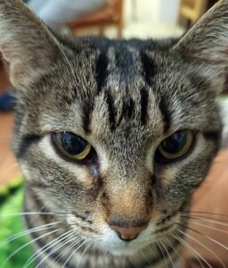 Domestic cat in Spain