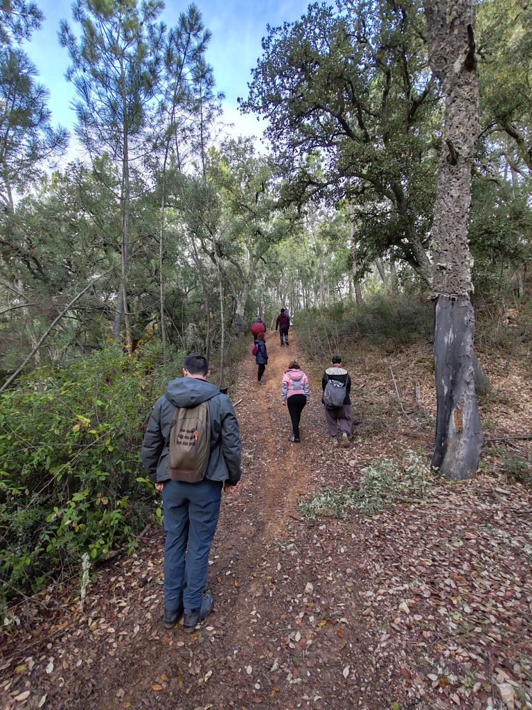 Woodland nature walks