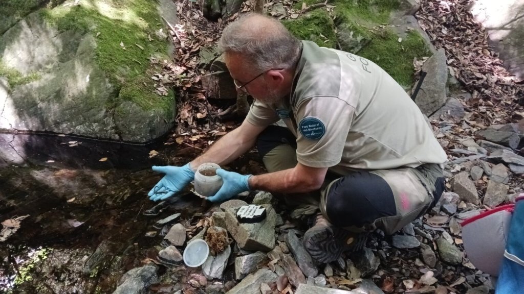 Almost 500 Montseny brook newts released into Catalan streams