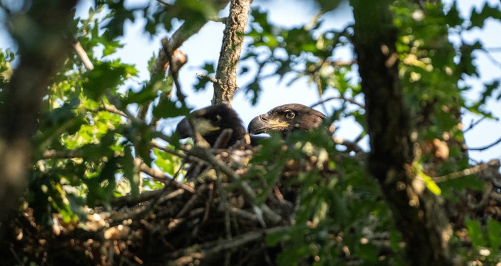 Three white-tailed eagle chicks born in the wild in Spain